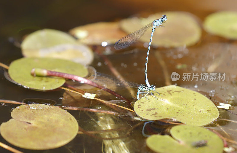 天蓝色(Coenagrion puella)交配